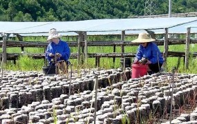 回农村创业有哪些好项目？如何利用当地资源？