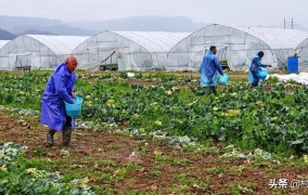 农村做什么好赚钱，农村种植致富好项目